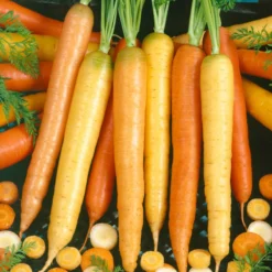 Culinary Mix Carrot Seeds (Organic) 5 Culinary Mix Carrot Seeds (Organic) -Groworganic Shop 2000 carrot culinary blend web