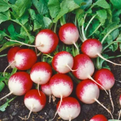 Sparkler Radish Seeds (Organic) 5 Sparkler Radish Seeds (Organic) -Groworganic Shop 280 radish sparkler web