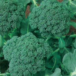 Calabrese Broccoli Seeds (Organic) 5 Calabrese Broccoli Seeds (Organic) -Groworganic Shop 510 broccoli green sprouting calabrese2 web