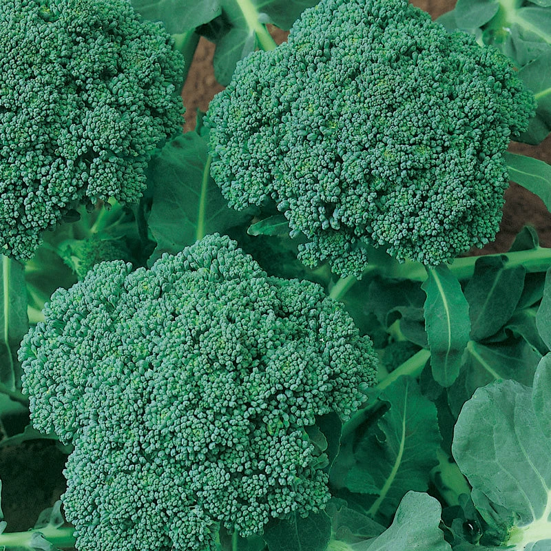 Calabrese Broccoli Seeds (Organic) 3 Calabrese Broccoli Seeds (Organic) - Image 3