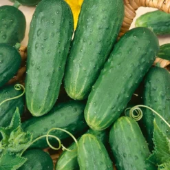 Homemade Pickles Cucumber Seeds (Organic) 5 Homemade Pickles Cucumber Seeds (Organic) -Groworganic Shop 58 cucumber homemade pickles web