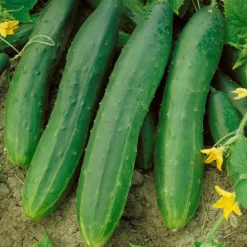 Straight Eight Cucumber Seeds (Organic) -Groworganic Shop 63 cucumber straight eight web
