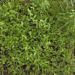 Peaceful Valley Dryland Erosion Fire Recovery Mix Nitrocoated (lb) -Groworganic Shop MG 1112 web