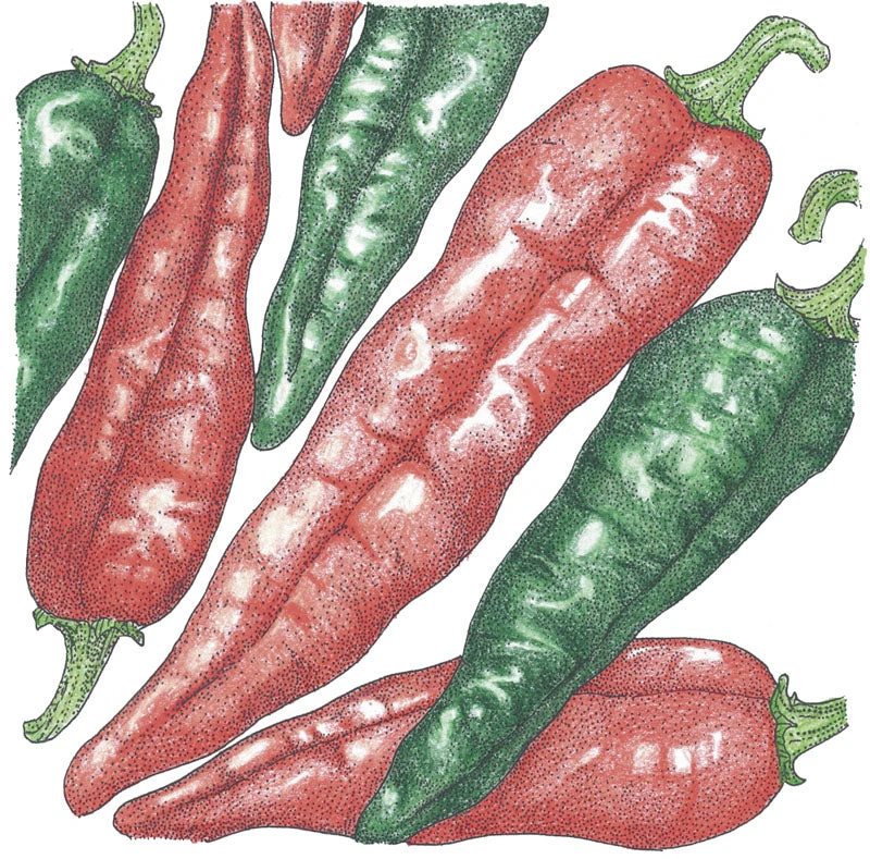 Hot New Mexico Joe Parker Pepper Seeds (Organic) 2 Hot New Mexico Joe Parker Pepper Seeds (Organic) - Image 2