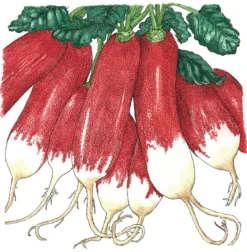 French Breakfast Radish Seeds (Organic) 5 French Breakfast Radish Seeds (Organic) -Groworganic Shop SNV8144 a