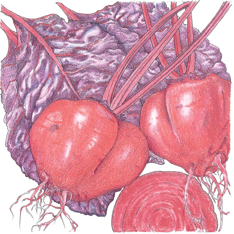 Bull's Blood Beet Seeds (Organic) 2 Bull's Blood Beet Seeds (Organic) - Image 2
