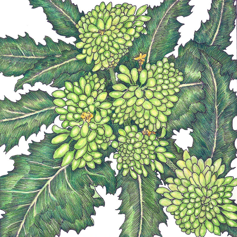 Rapini Broccoli Seeds (Organic) 2 Rapini Broccoli Seeds (Organic) - Image 2