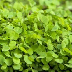 Alsike Clover - Nitrocoated Seed (lb)