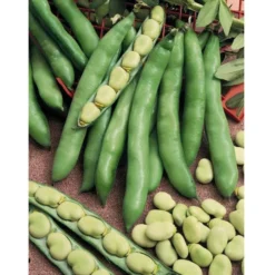 Organic Bean, Fava Broad Windsor (1/2 Lb) -Groworganic Shop bean fave 1