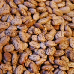 Pinto Bean Seeds (Organic) -Groworganic Shop beans web