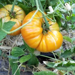 Big Rainbow Tomato Seeds (Organic) -Groworganic Shop big rainbow web4