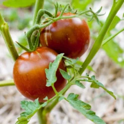 Black Prince Tomato Seeds (Organic) -Groworganic Shop black prince 1
