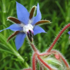 Strictly Medicinal Organic Borage -Groworganic Shop blue borage 3