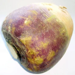 Joan Rutabaga Seeds (Organic) -Groworganic Shop brassica napus subsp rapifera