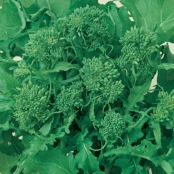 Rapini Broccoli Seeds (Organic) 5 Rapini Broccoli Seeds (Organic) -Groworganic Shop broccoli raab spring rappini