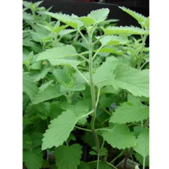 Organic Catnip 5 Organic Catnip -Groworganic Shop catnip web