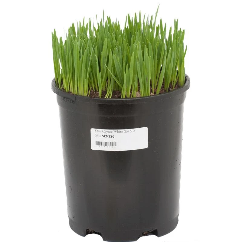 White Oats Seed (lb) 2 White Oats Seed (lb) - Image 2