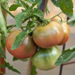 Cherokee Purple Tomato Seeds (Organic) -Groworganic Shop cherokee purple 4