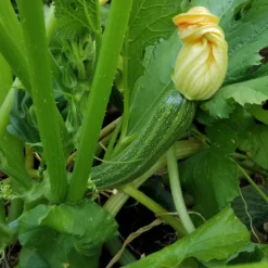 Cocozelle Summer Squash Seeds (Organic) 7 Cocozelle Summer Squash Seeds (Organic) -Groworganic Shop cocozelle web