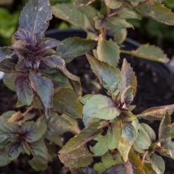 Organic Basil, Culinary Blend (pack) 7 Organic Basil, Culinary Blend (pack) -Groworganic Shop corsican basil 2 1