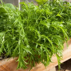 Mustard Mizuna Greens Seeds (Organic) 5 Mustard Mizuna Greens Seeds (Organic) -Groworganic Shop dec 0076 1