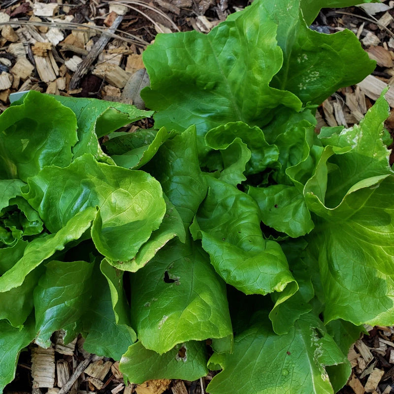 Divina Lettuce Seeds (Organic) 2 Divina Lettuce Seeds (Organic) - Image 2