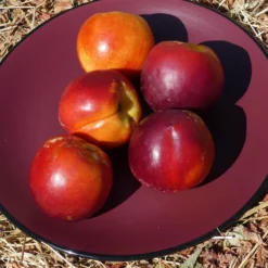 Groworganic Shop 25 Potted Double Delight Nectarine Tree