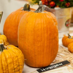 Howden Pumpkin Seeds (Organic) -Groworganic Shop expo 0172 1