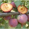 Flavor King Plumcot Tree