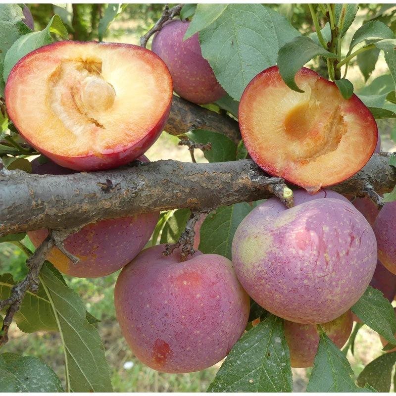 Flavor King Plumcot Tree 1 Flavor King Plumcot Tree