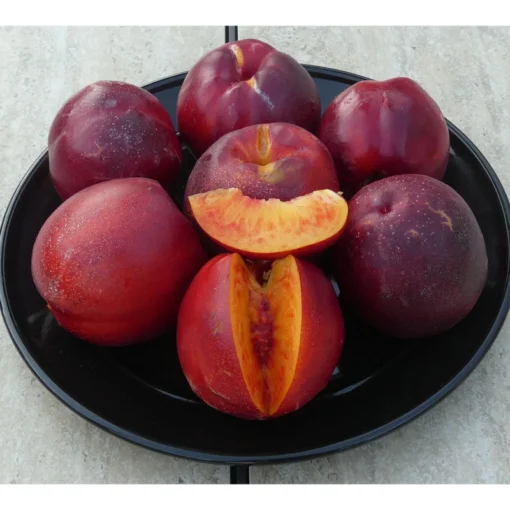 Freckle Face Nectarine Tree 6 Freckle Face Nectarine Tree -Groworganic Shop freckle face nectarine B