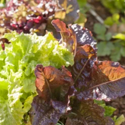 Gourmet Mix Lettuce Seeds (Organic) -Groworganic Shop gourmet lettuce a