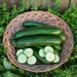 Green Finger Cucumber Seeds (Organic) -Groworganic Shop green finger cucumber 028 web