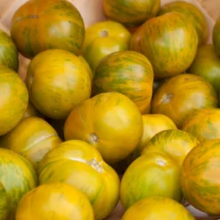 Green Zebra Tomato Seeds (Organic) 10 Green Zebra Tomato Seeds (Organic) -Groworganic Shop green zebra a 3