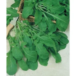 Arugula Greens Seeds (Organic) 7 Arugula Greens Seeds (Organic) -Groworganic Shop herb arugula 1
