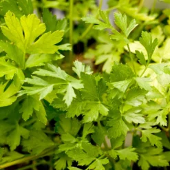 Organic Parsley, Italian -Groworganic Shop italian a 1