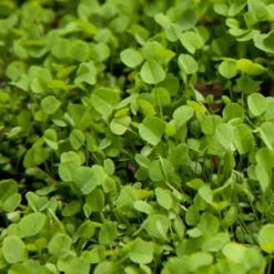 Ladino White Clover - Nitrocoated Seed (lb)