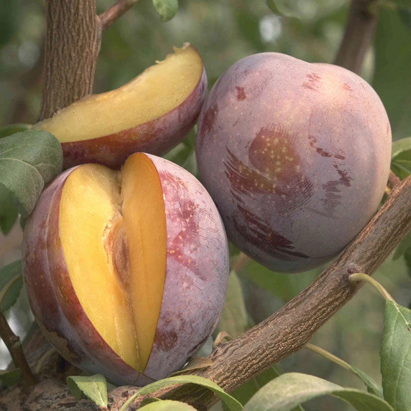 Lavender Showers Plum Tree 1 Lavender Showers Plum Tree