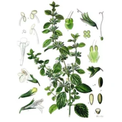 Strictly Medicinal Organic Lemon Balm -Groworganic Shop melissa officinalis
