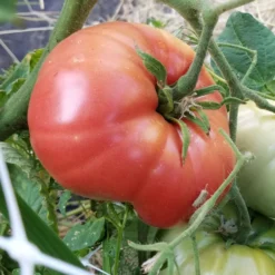 Mortgage Lifter Tomato Seeds (Organic) -Groworganic Shop mortgage lifter web