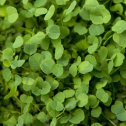 Non-Dormant Alfalfa - Nitrocoated Seed (lb)