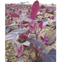 Red Orach Seeds (Organic) -Groworganic Shop orach ruby 2 1