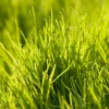 Oregon Annual Ryegrass Seed (lb)