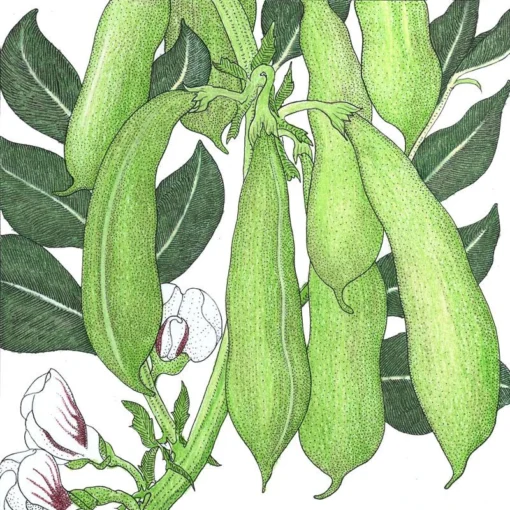 Organic Bean, Fava Broad Windsor (1/2 Lb) -Groworganic Shop organic bean fava broad windsor 1 2 lb
