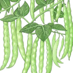 Organic Bean, Pole Italian Snap (1/2 Lb)