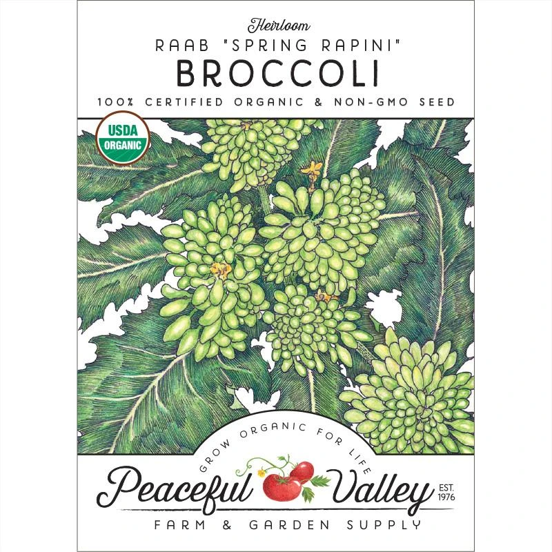 Rapini Broccoli Seeds (Organic) 1 Rapini Broccoli Seeds (Organic)