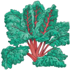 Organic Chard, Red Ruby (1/4 Lb)