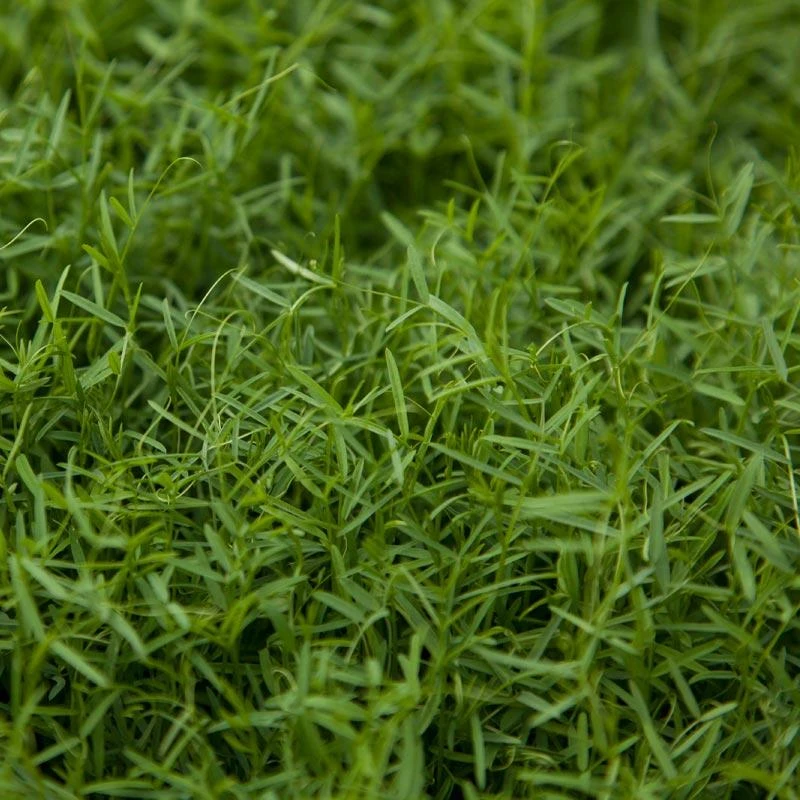 Organic Hairy Vetch - Raw Seed (lb) 1 Organic Hairy Vetch - Raw Seed (lb)