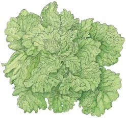 Organic Lettuce, Black Seeded Simpson (1/4 Lb)