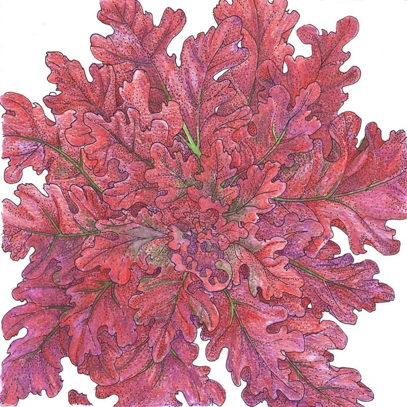 Organic Lettuce, Red Salad Bowl (1/4 Lb) 1 Organic Lettuce, Red Salad Bowl (1/4 Lb)